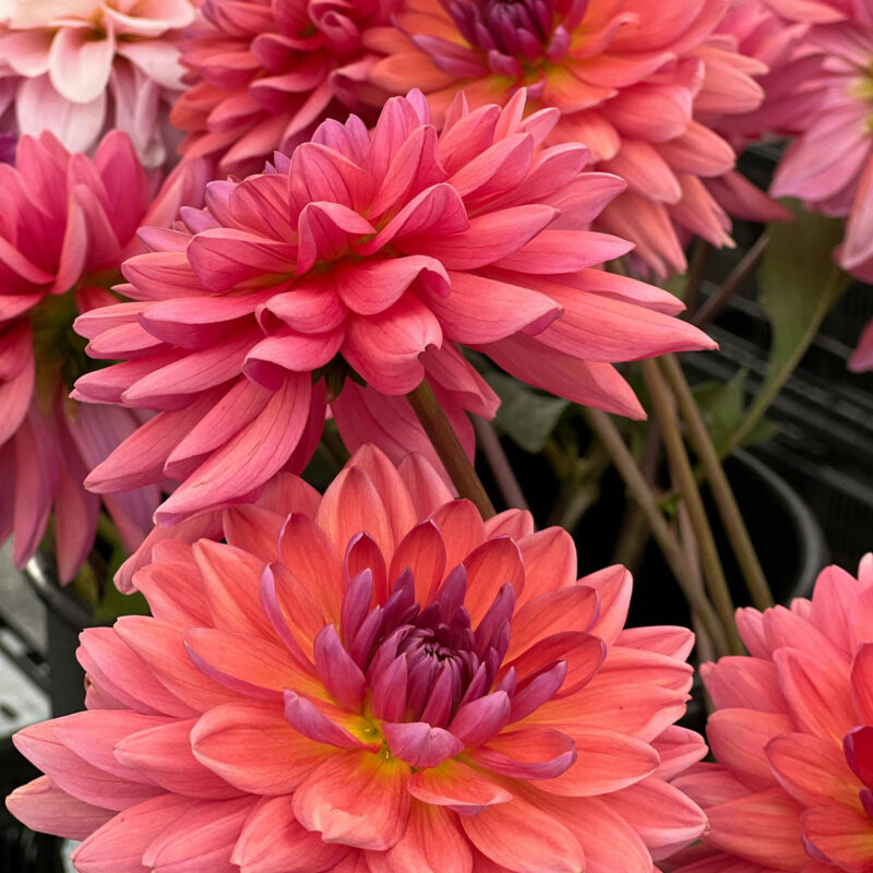 The Petal Plan